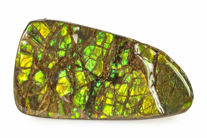 Iridescent Ammolite (Fossil Ammonite Shell) - Alberta #336275